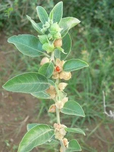 Ashwagandha Plant