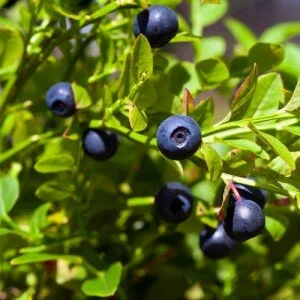 Bilberry Pictures