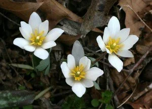 Bloodroot Flower Pictures