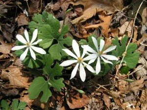 Bloodroot Plant Pictures
