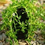 Brahmi: Evidence Based Benefits and Health Effects