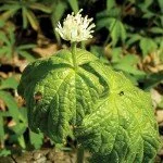 Goldenseal: Evidence Based Benefits and Side Effects