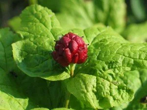 Goldenseal Pictures