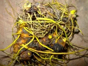 Goldenseal Root Pictures