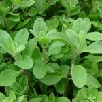 Marjoram: Evidence Based Benefits and Uses