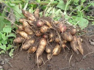 Yacon Root Pictures