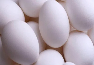 eggs