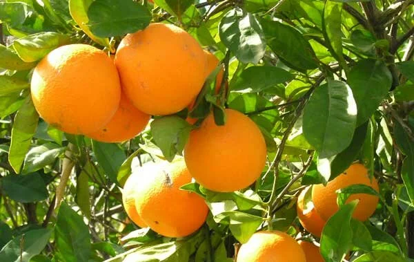 oranges-for-breast-health